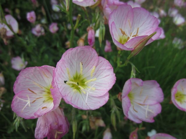 15年5月のブログ記事一覧 我が家の庭の花