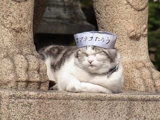 住吉大社の猫たち ぼちぼち手作り日記