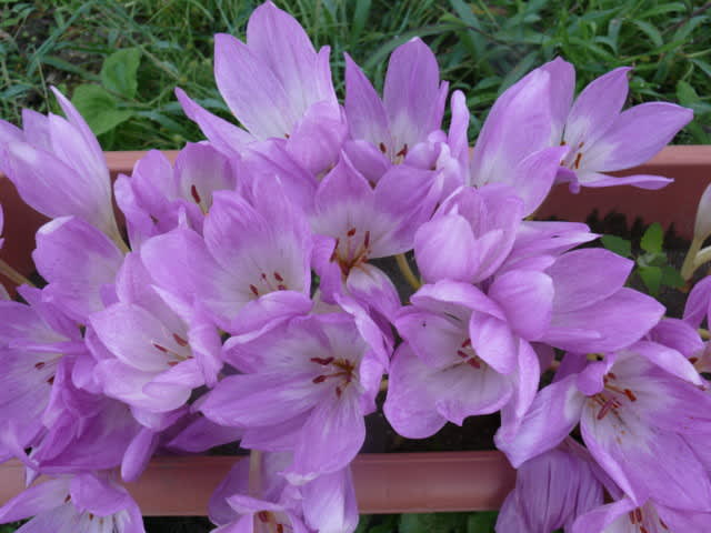 一関市千厩町千厩のコルチカム イヌサフラン 14年9月28日 日 Peaの植物図鑑 一関市千厩町千厩のコルチカム イヌサフラン 14年9月28日 日 Peaの植物図鑑