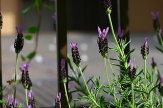 ラベンダー のブログ記事一覧 In My Garden ラベンダー のブログ記事一覧 In My Garden