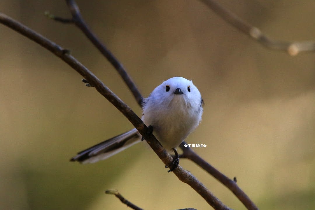 シマエナガ正面顔 宇宙探偵