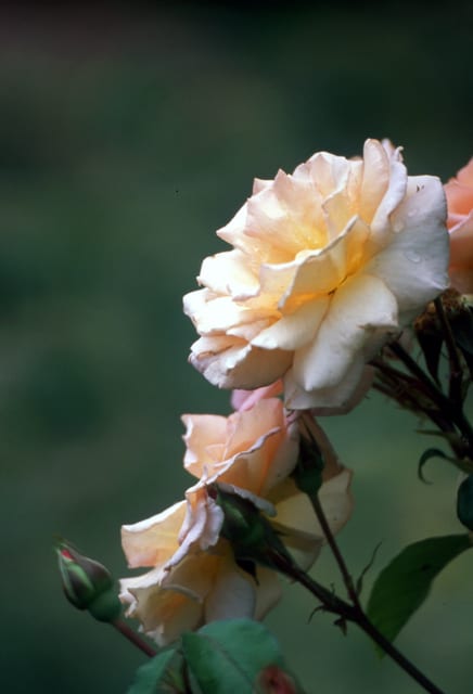 201906_Ring-Rose.jpg