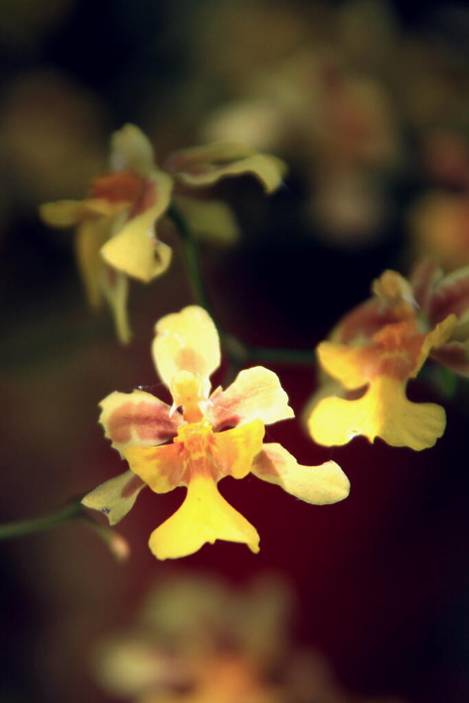 季節の花　の画像