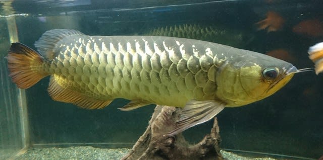 アロワナ 少年と金魚とビートルズ