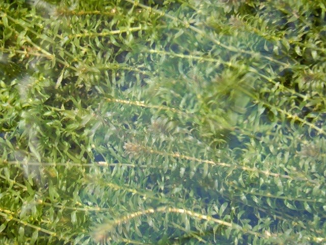 水草の生えている水路 夢見るタンポポおばさん