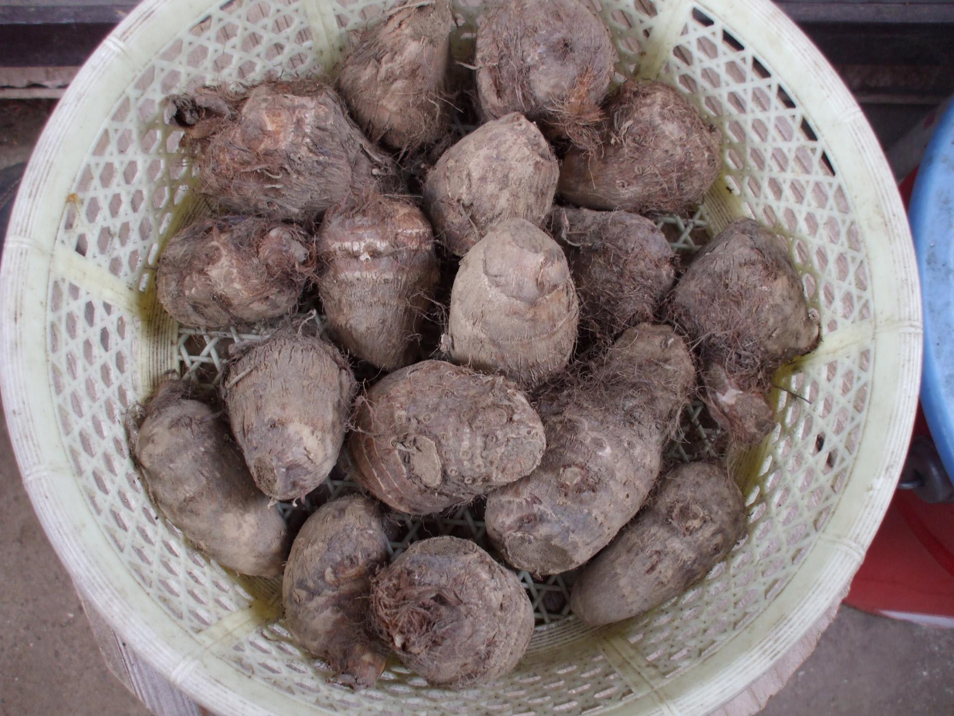 里芋の植付 70坪の有機家庭菜園