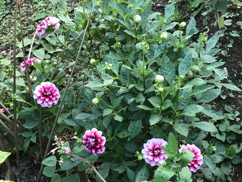 ダリヤに支柱 カメラはいつもポケットに ー ダリヤに支柱 カメラはいつもポケットに ー