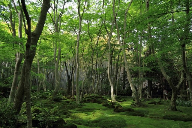 14年改訂版 新緑 濃緑の京都の名所勝手にランキングその2 壁紙 日々駄文