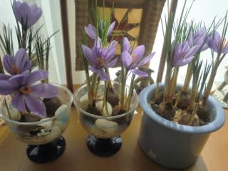 水栽培の サフラン ついに花が咲きました ならしのの風に乗って 水栽培の サフラン ついに花が咲きました ならしのの風に乗って