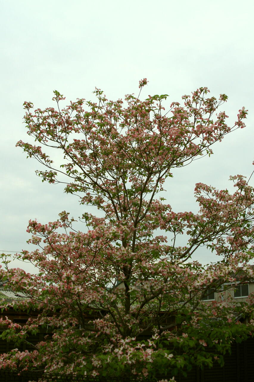 花水木　（赤ピンク）の画像