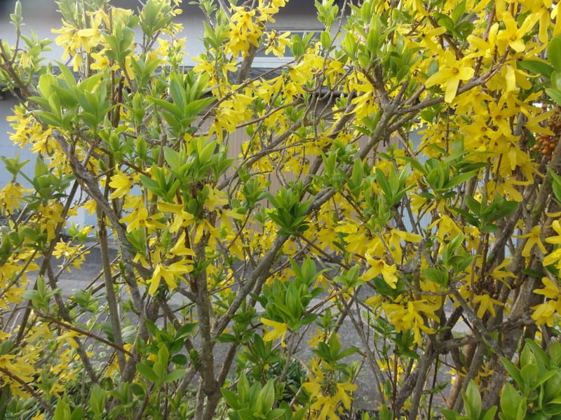 Dsc00539 Dsc00539