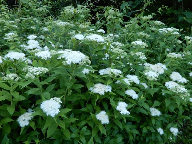 シモツケがきれい！（シロバナシモツケ）u0026 ガマズミ・クマノミズキ 