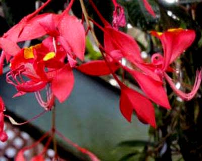 世界で一番美しい花木つくばで開花 爺々のひとりごと 世界で一番美しい花木つくばで開花 爺々のひとりごと
