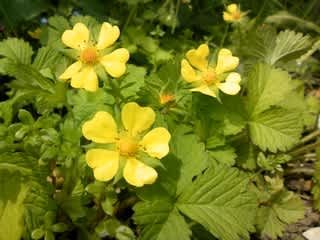 蛇苺の花 モナミの庭から 蛇苺の花 モナミの庭から