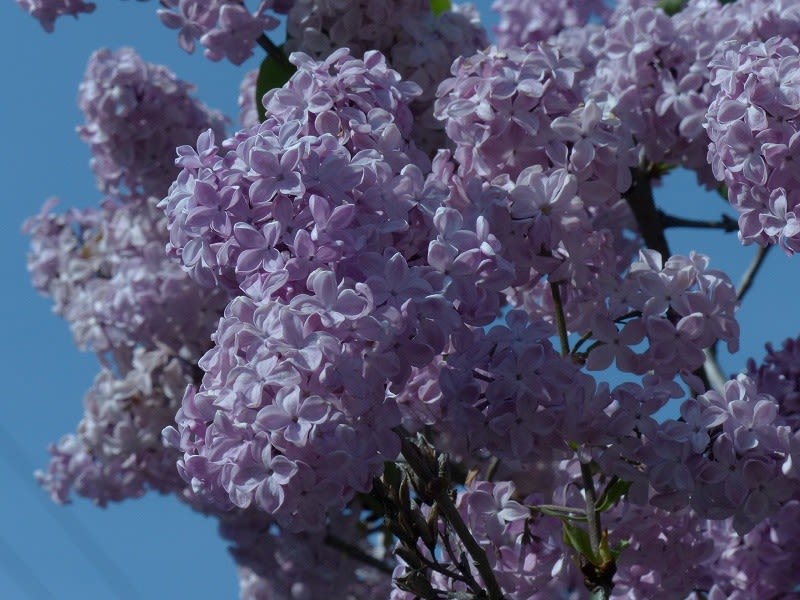 ライラック ムラサキハシドイ 紫丁香花 紫端集 リラ Hayashi No Ko