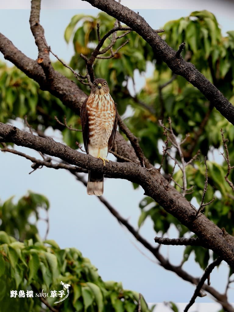 若雀鷹 ツミ 野鳥探saku草子