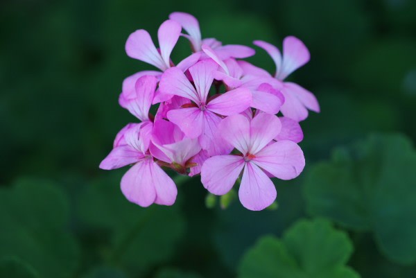 ゼラニウム 虫除けになると言われる花は10月12日の誕生花 Aiグッチ のつぶやき