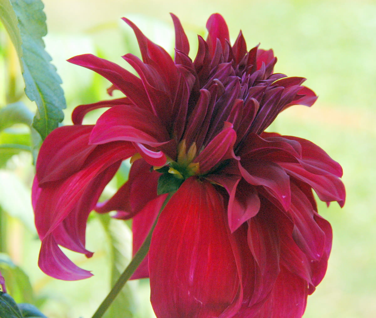 ボリュームのある花 ｍasa599の写真ブログ