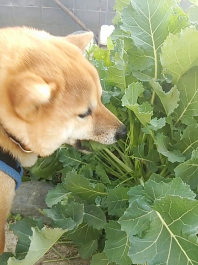 かき菜を食べる犬 Choi