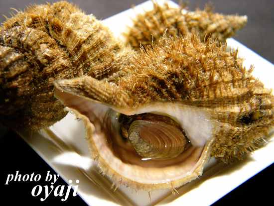 魚の顔シリーズ12 2 愛しの 毛ツブちゃん 居酒屋 吟 醸 鼎 ぎんじょうてい おやじの写真館 魚の顔シリーズ12 2 愛しの 毛ツブちゃん 居酒屋 吟 醸 鼎 ぎんじょうてい おやじの写真館