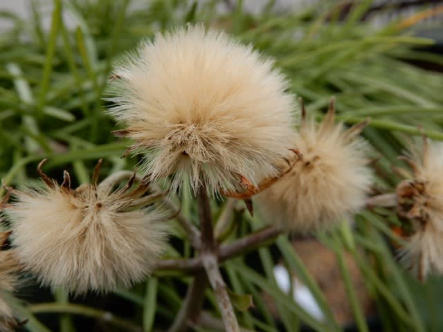 綿毛 ツワブキ ノコンギクorコンギク 植物大好き 出会い ときめき 癒し