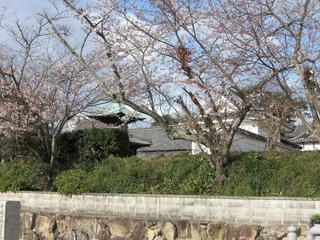 蓮花寺の多宝塔と桜