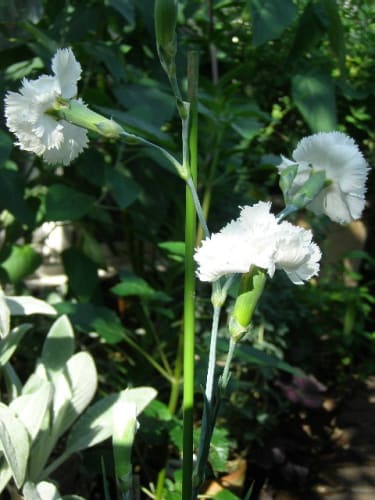 クローブピンク Clove Pink の花 モノトーンでのときめき