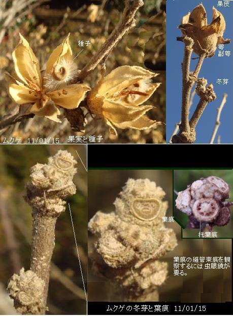 ムクゲ 果実 種子 冬芽 葉痕 里山コスモスブログ ムクゲ 果実 種子 冬芽 葉痕 里山コスモスブログ