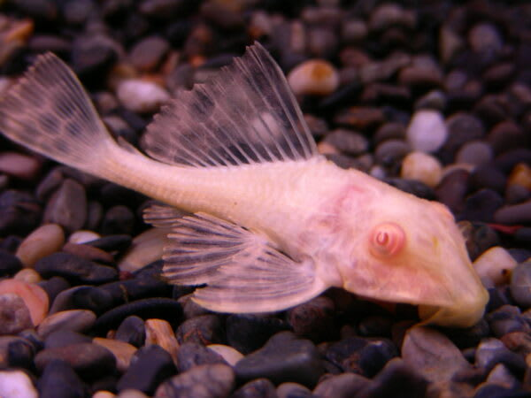 ホワイトマーブルセルフィンプレコ アクアウィズのオススメ 熱帯魚