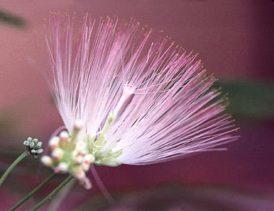 ネムノキ 夏の木の花 どんな花にも名前がある 花と写真に興味 わからない 教えて