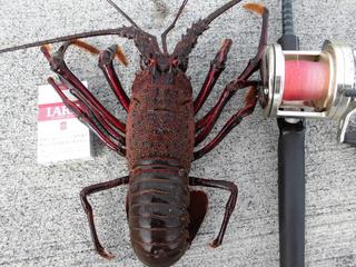 14 12 20小名浜沖堤防伊勢海老1キログラム 釣り人一発屋 Com