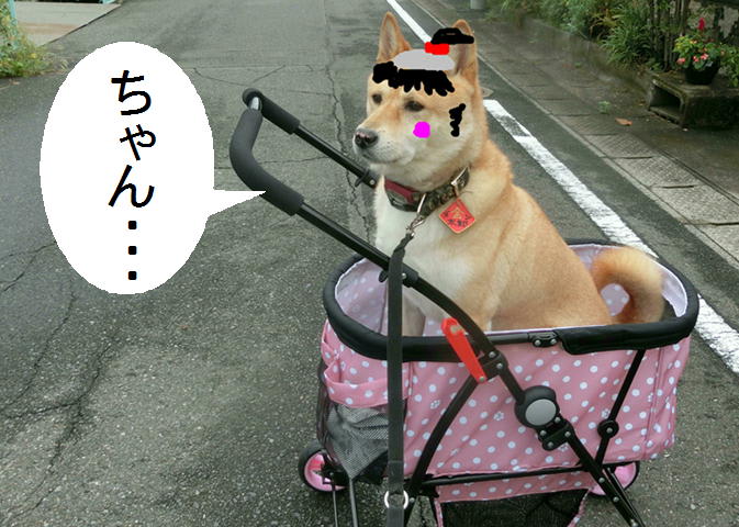 今日の一枚 大五郎 ゴン太郎先生