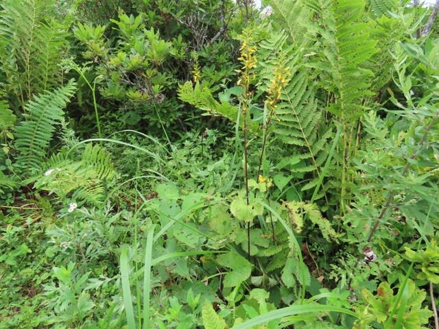 高ボッチ高原・鉢伏山で最近咲いている花　メタカラコウ（雌宝香）