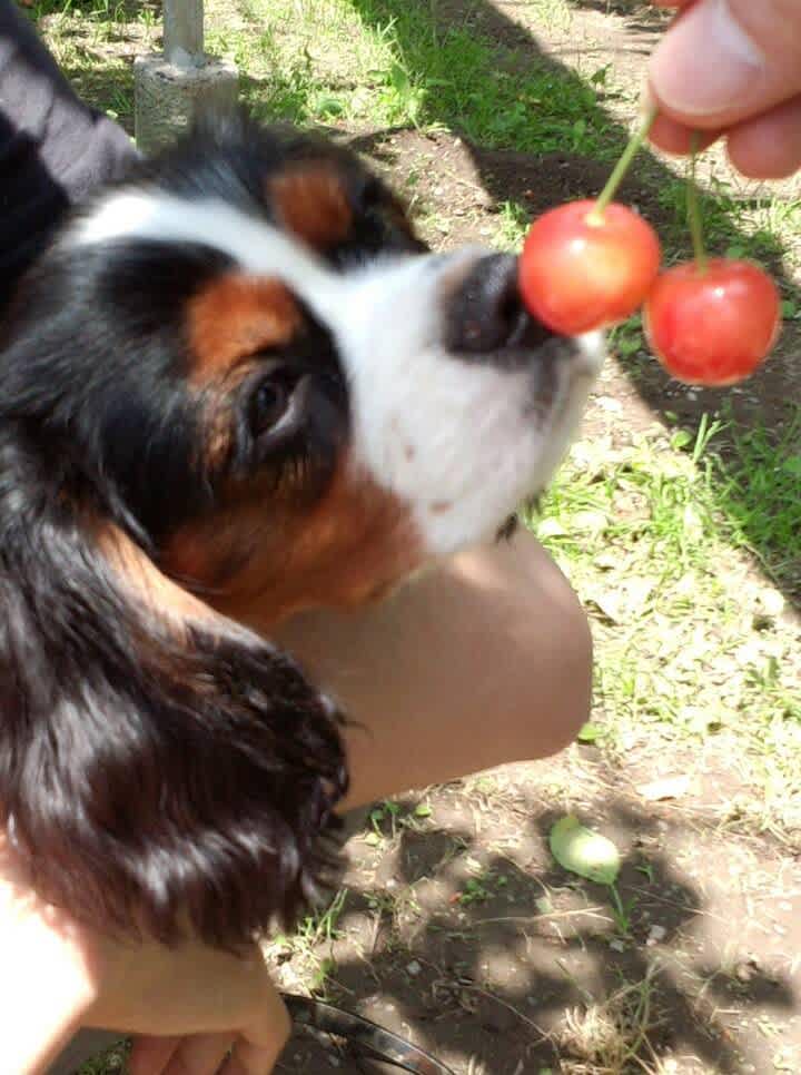 さくらんぼ狩りに行きました 愛犬まるのつぶやき日記