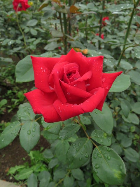 高芯剣弁咲きのみごとな赤の大輪のバラ クリスティアン ディオール 春薔薇シリーズ 014 野の花 庭の花