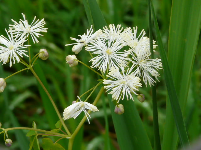 ６月の釧路で 白い花たち 毎日ごはん私の暮らし 番外編
