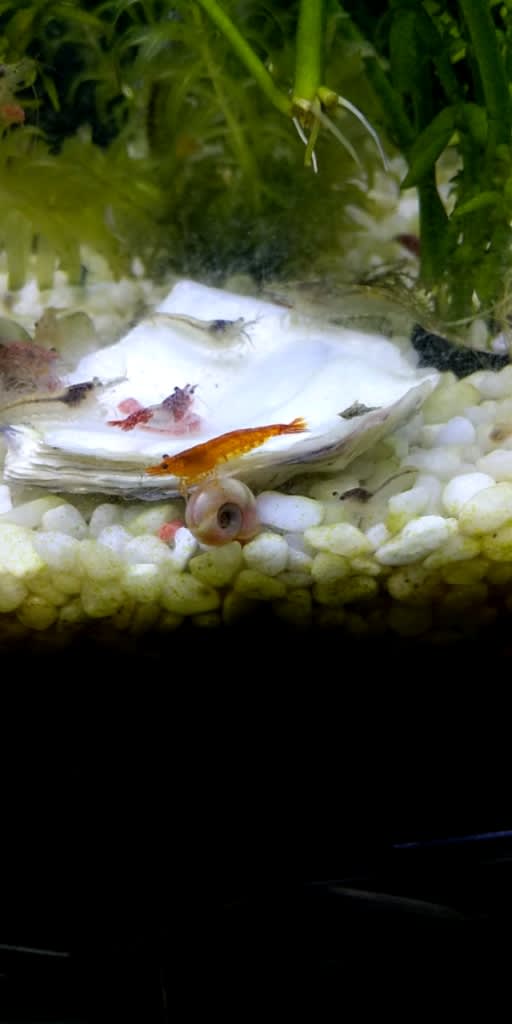 牡蠣の殻にヌマエビの餌さ Gooブログはじめました