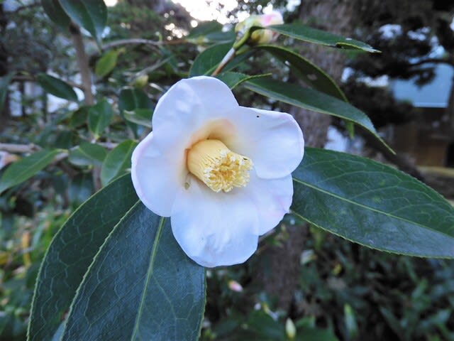 侘助 ツバキ科 恋する花たち