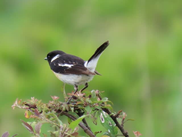 高ボッチ高原・鉢伏山で見た鳥　ノビタキ（オス）
