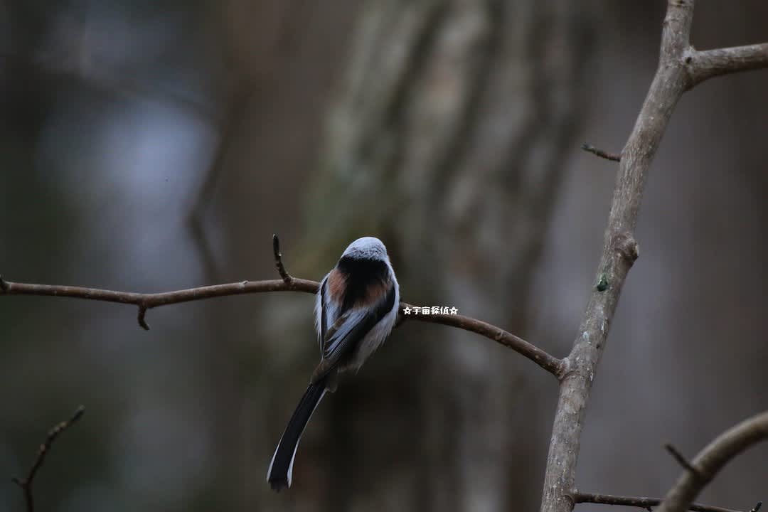 シマエナガ足技 宇宙探偵