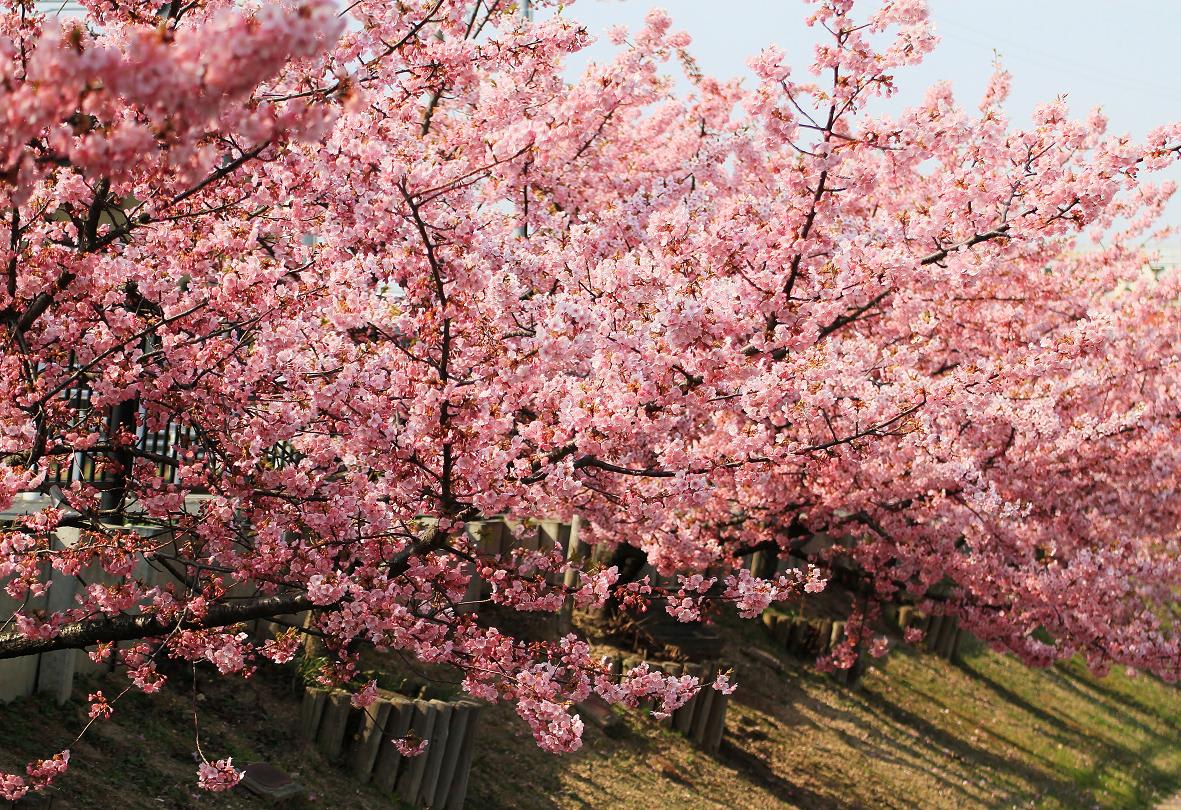 河津桜の画像