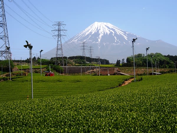 富士山が見える棚田 茶畑を巡る 静岡県 富士市の 中野の茶畑 日本の棚田