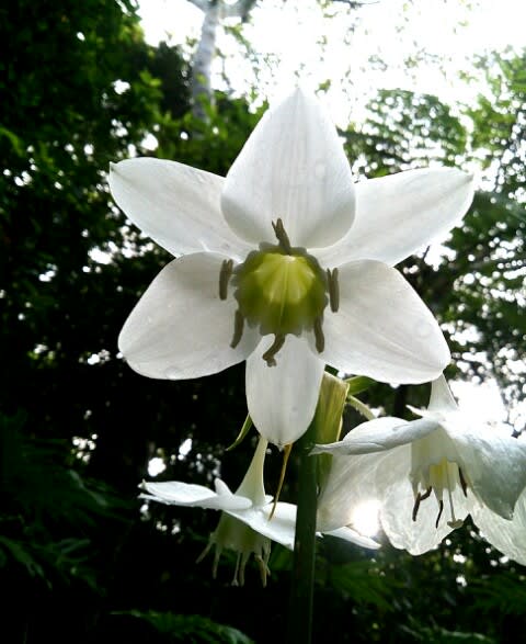 石垣島の白い花たち あいあいの石垣花通信
