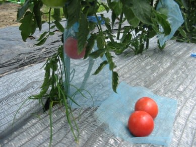 トマトの袋掛け まいにち畑で遊ぶ