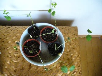枝豆の苗 家庭菜園 気ままｏｌのベランダ園芸 植えてみましょう