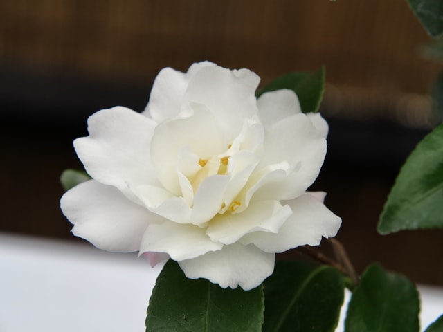 サザンカ（吉良白寒椿）