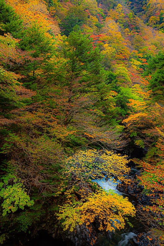 紅葉の写真