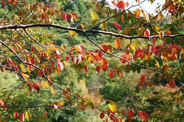 紅葉が始まっていた 新潟県立植物園 マッタリ風景