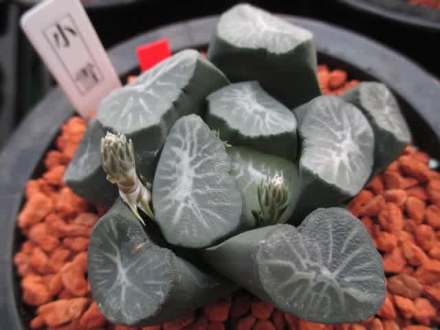 33d ハオルチア　多肉植物　南亜の星錦　自家繁殖 33d ハオルチア 多肉植物 南亜の星錦 自家繁殖 33d ハオルチア