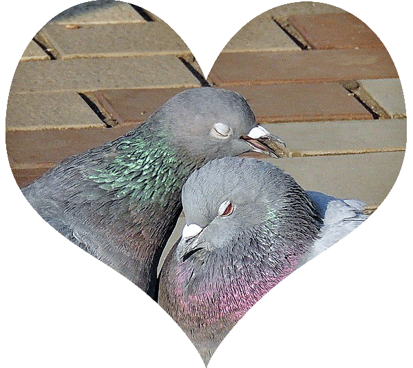 仲良しなハト かたつむりが好き 仲良しなハト かたつむりが好き